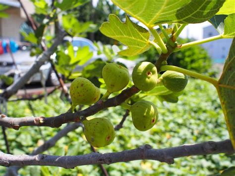 無花果樹象徵|無花果 (Fig) 